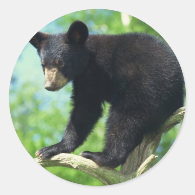 Black Bear Up A Tree Classic Round Sticker (Front)