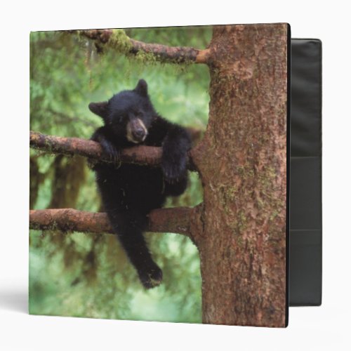 black bear Ursus americanus cub in a tree 3 Ring Binder