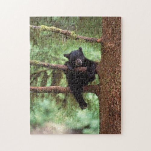 black bear Ursus americanus cub in a tree Jigsaw Puzzle