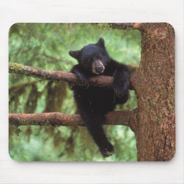 black bear, Ursus americanus, cub in a tree Mouse Pad (Front)
