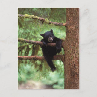 black bear, Ursus americanus, cub in a tree Postcard
