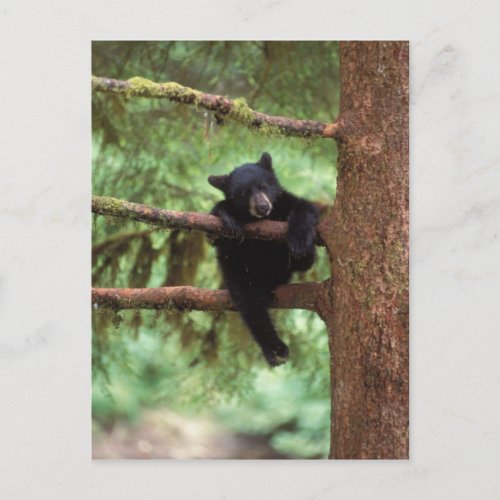 black bear Ursus americanus cub in a tree Postcard