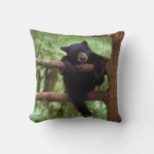 black bear Ursus americanus cub in a tree Throw Pillow