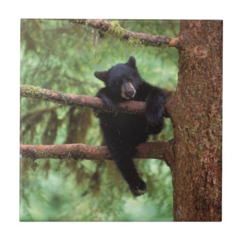 black bear Ursus americanus cub in a tree Tile
