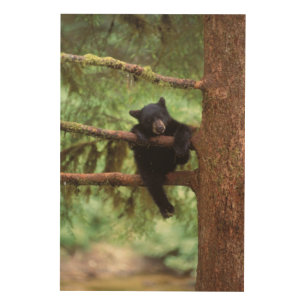 black bear, Ursus americanus, cub in a tree Wood Wall Art