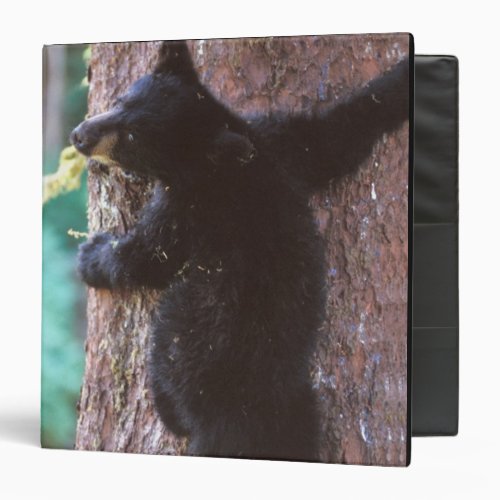 black bear Ursus americanus cub in tree Binder