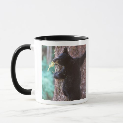 black bear Ursus americanus cub in tree Mug