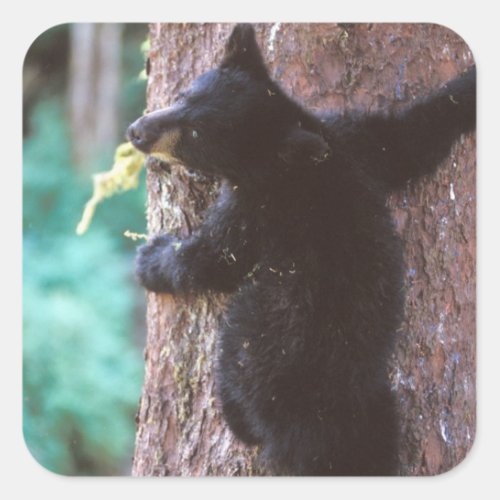 black bear Ursus americanus cub in tree Square Sticker