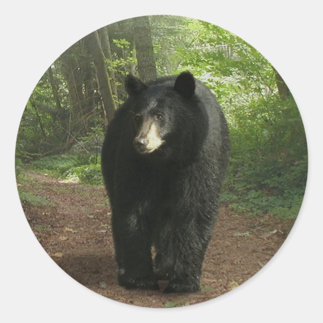 Black Bear Walking Through Forest Stickers (Front)