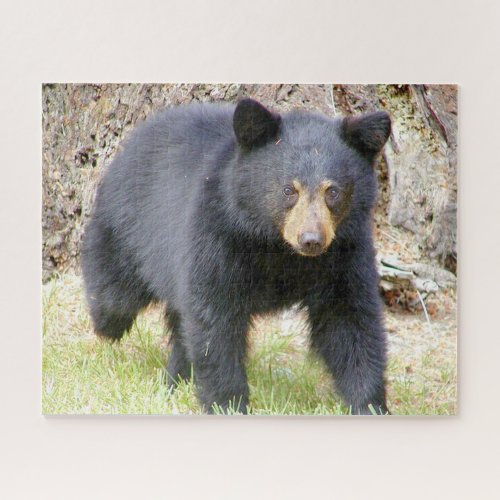 Black Bear Wildlife Jigsaw Puzzle