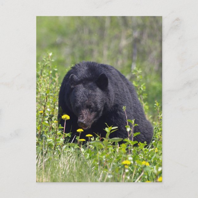 Black Bear Wildlife Postcard (Front)
