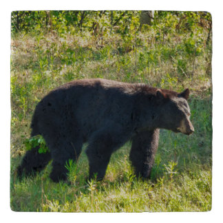 Black Bear Wildlife Trivet