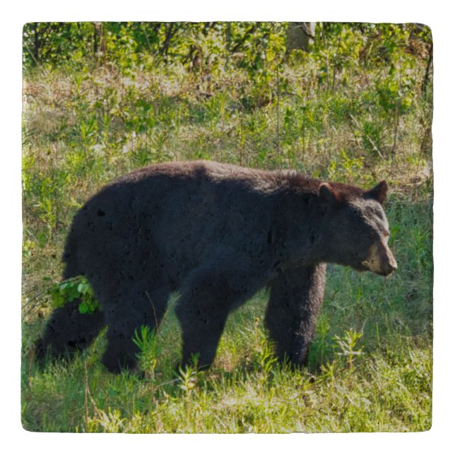 Black Bear Wildlife Trivet (Front)