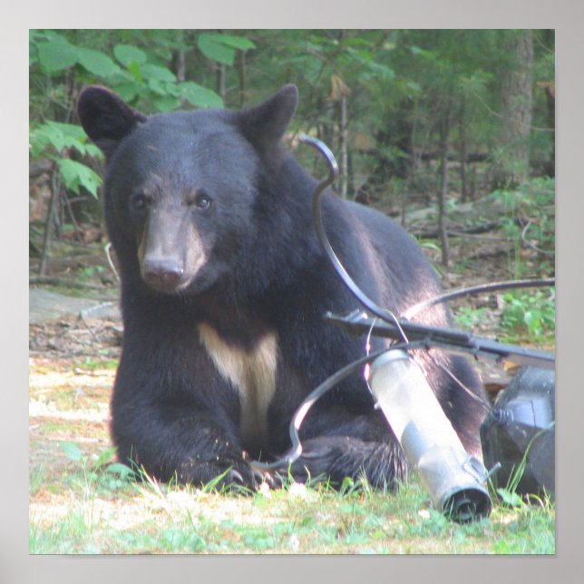 Black Bear with White Heart Tattoo Poster (Front)