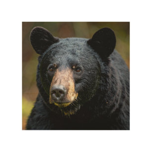 Black bear wood wall art