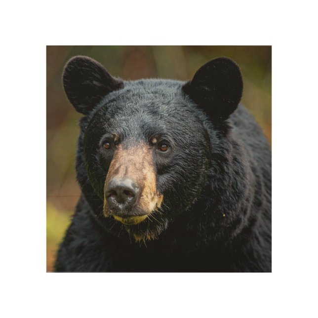 Black bear wood wall art (Front)
