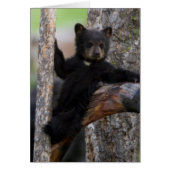 Black Bears Cub Lounging (Front)