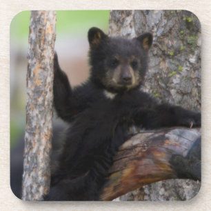 Black Bears Cub Lounging Beverage Coaster