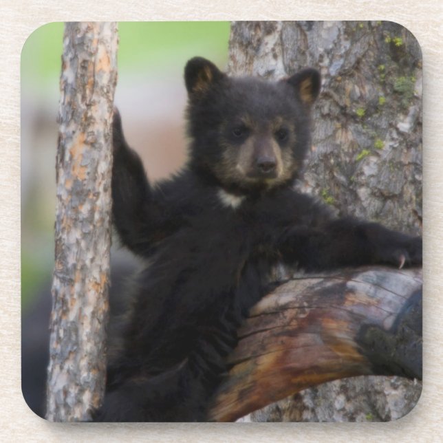 Black Bears Cub Lounging Beverage Coaster (Front)