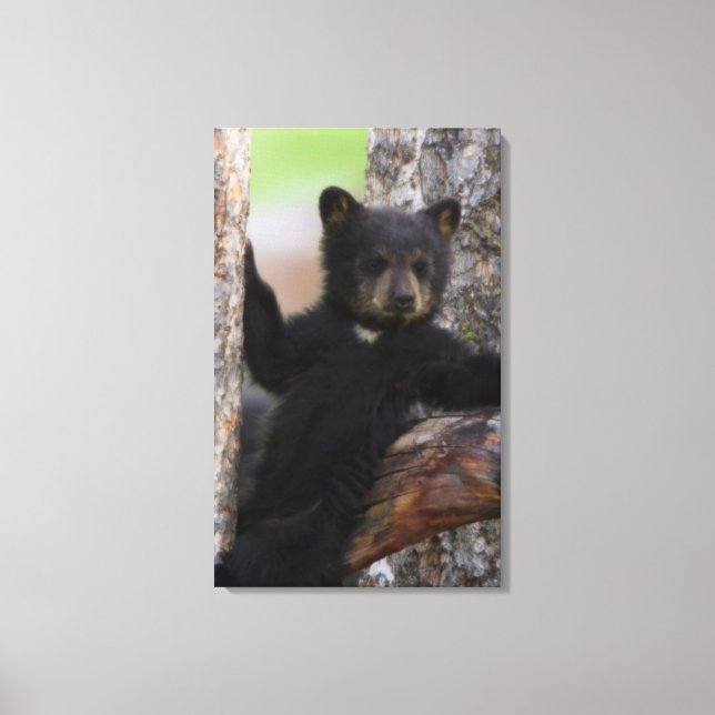 Black Bears Cub Lounging Canvas Print (Front)