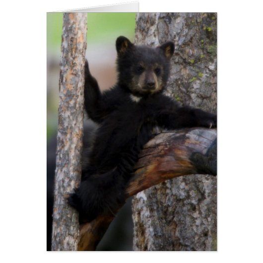 Black Bears Cub Lounging Cards (Front)