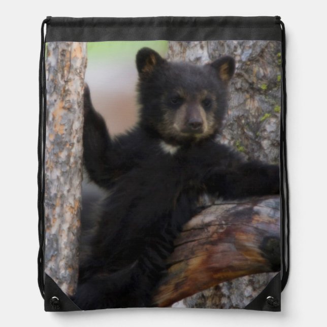 Black Bears Cub Lounging Drawstring Bag (Front)