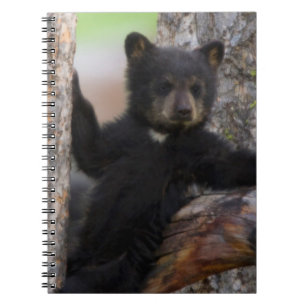 Black Bears Cub Lounging Notebook