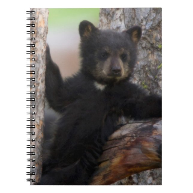 Black Bears Cub Lounging Notebook (Front)