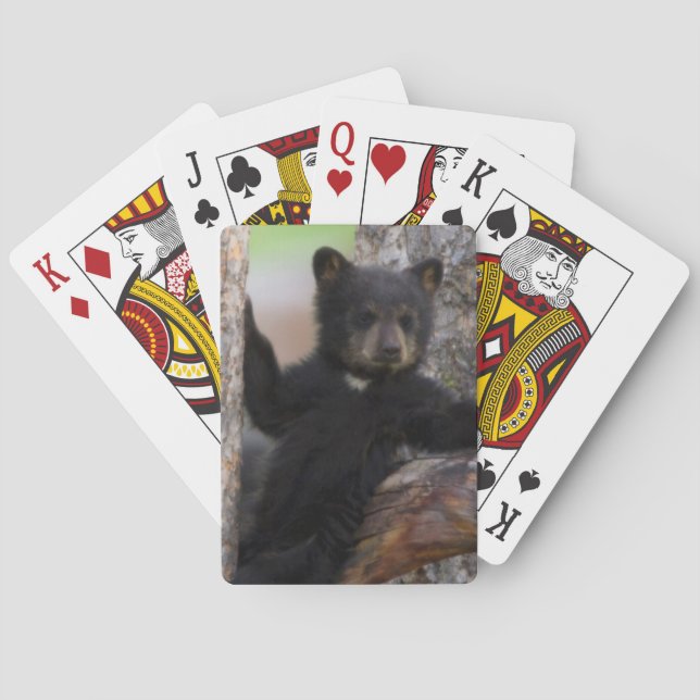 Black Bears Cub Lounging Poker Cards (Back)