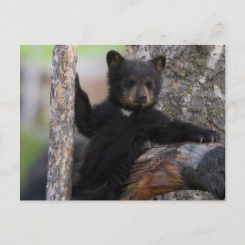 Black Bears Cub Lounging Postcard