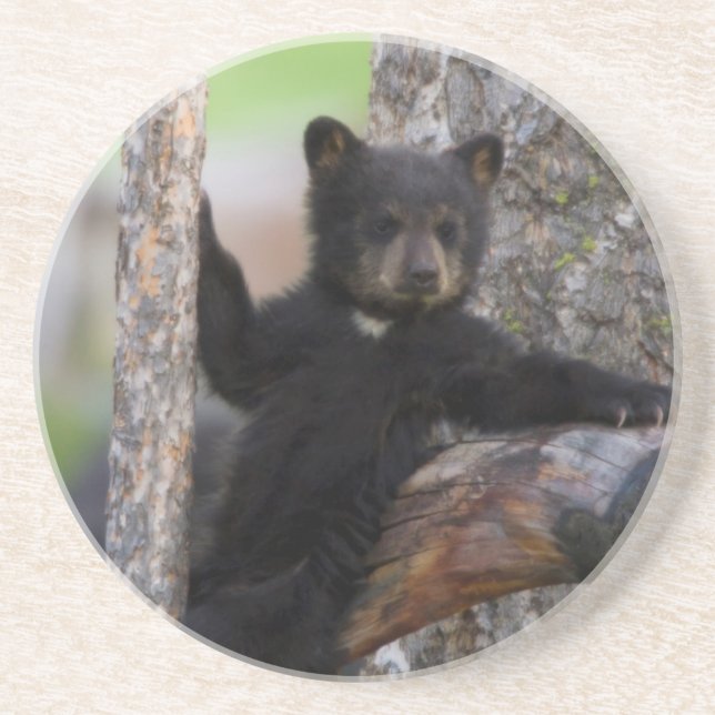 Black Bears Cub Lounging Sandstone Coaster (Front)