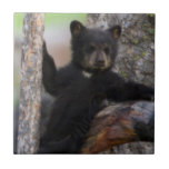 Black Bears Cub Lounging Tile<br><div class="desc">Black Bears Cub Lounging | Ken Archer / DanitaDelimont.com</div>