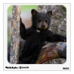 Black Bears Cub Lounging Wall Sticker