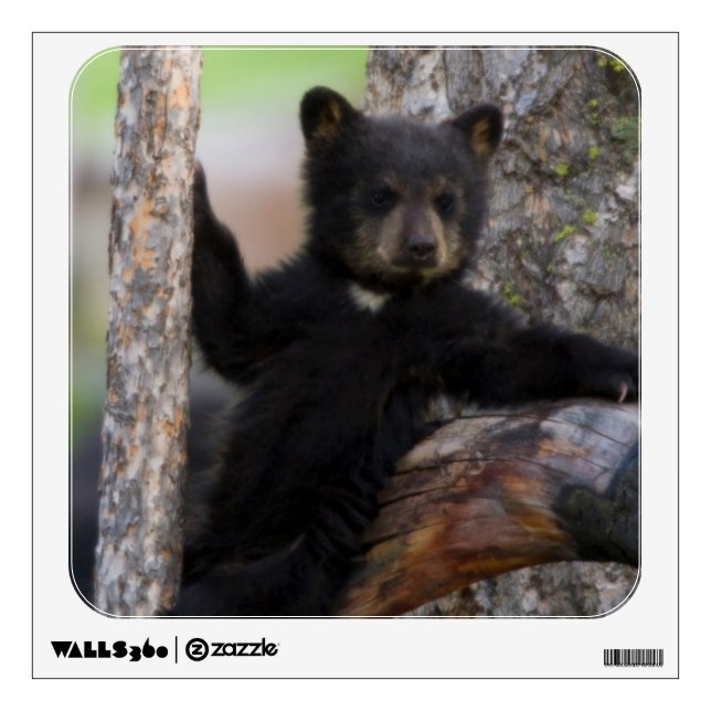 Black Bears Cub Lounging Wall Sticker (Front)