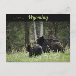 Black Bears Yellowstone National Park Wyoming Postcard
