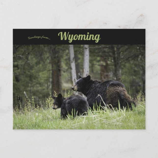 Black Bears Yellowstone National Park Wyoming Postcard (Front)