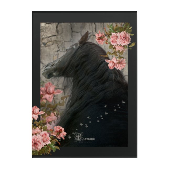 Black Beauty Friesian Horse - Acrylic Art (Front)