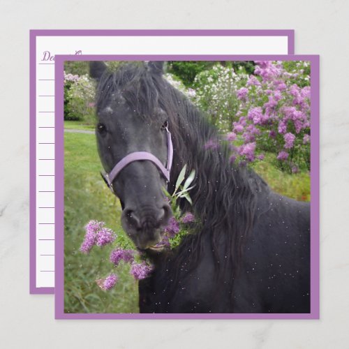 Black Beauty Friesian Horse _ Greeting Card