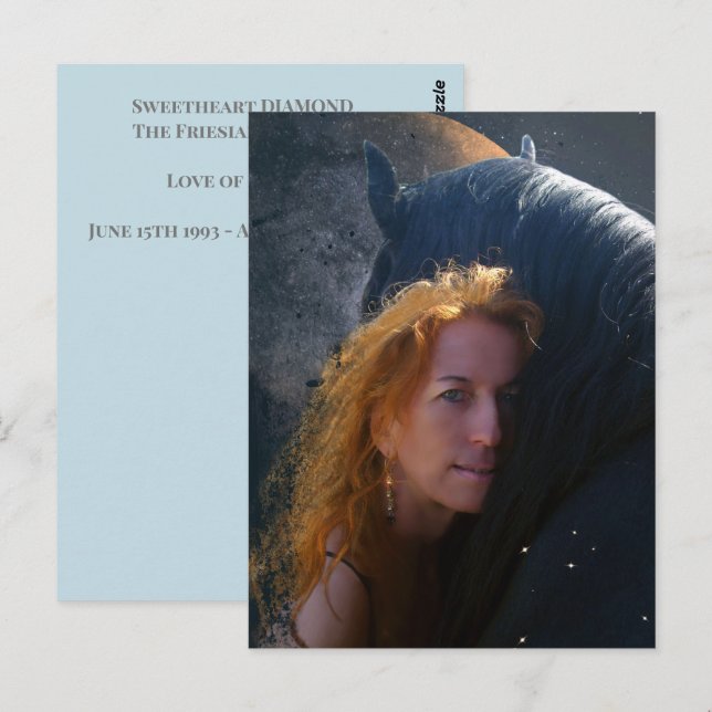 Black Beauty Friesian Horse - Postcard (Front/Back)