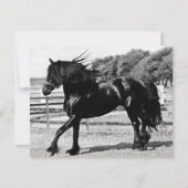 Black Beauty Horse (Front)