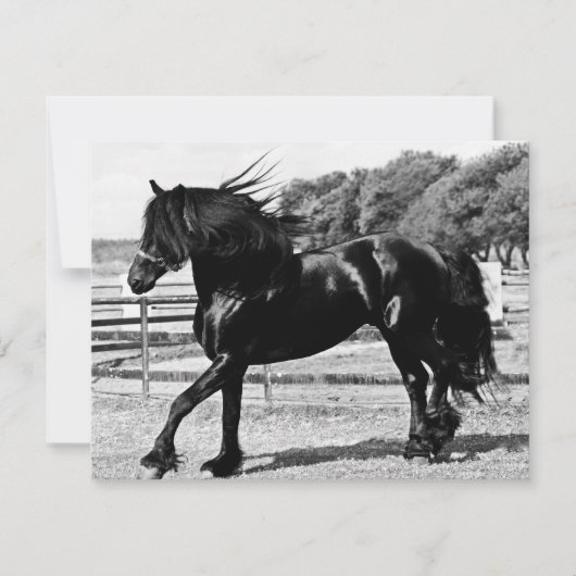 Black Beauty Horse (Front)