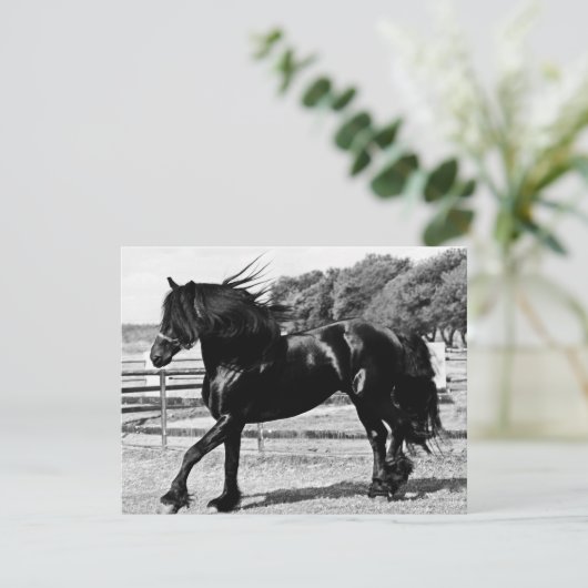 Black Beauty Horse (Standing Front)