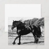 Black Beauty Horse (Front/Back)