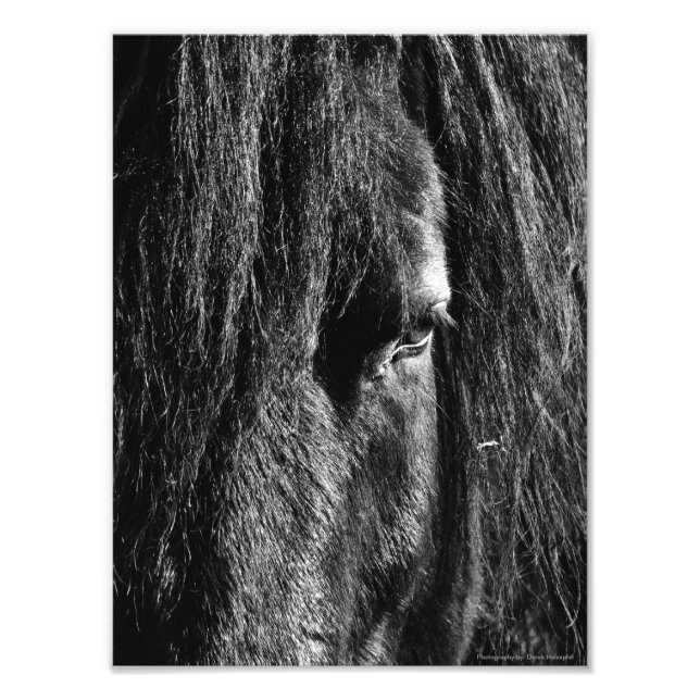 Black Beauty - Photo Enlargement (Front)