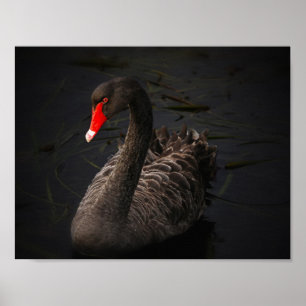 Black Beauty Poster