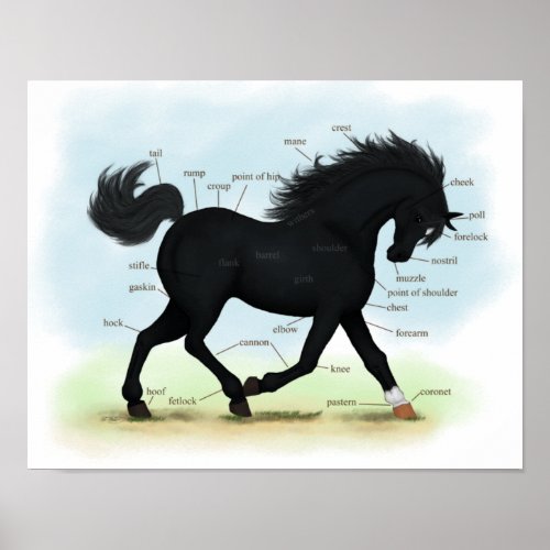 Black Beauty Star  Sock Horse Anatomy Poster