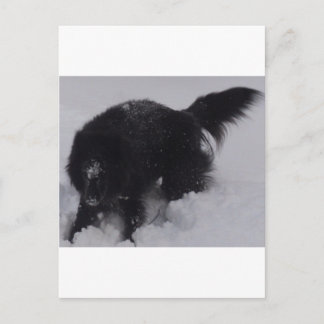 Black Belgian Shepherd in the Snow Postcard