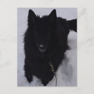 Black Belgian Shepherd in the Snow Postcard