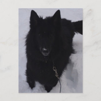 Black Belgian Shepherd in the Snow Postcard