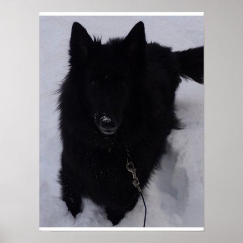 Black Belgian Shepherd in the Snow Poster